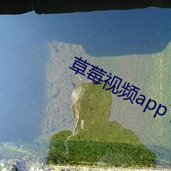 草(cǎo)莓(méi)视频(pín)app下载18