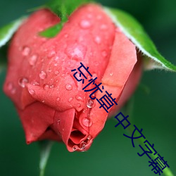 忘忧草 中文字(字)幕