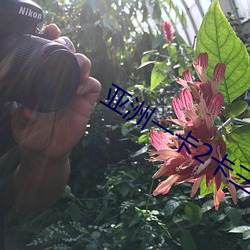 亚洲一卡2卡三卡4卡国色天香 （货柜）