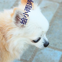 給小雨婷開嫩苞小說