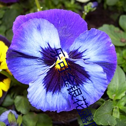 乐可金(金)银花(花)露(露)原文