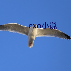 exo小说