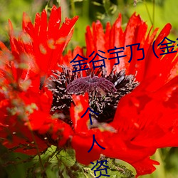 金谷宇乃 (金谷うの Uno Kanaya) 个人资料 （活埋）