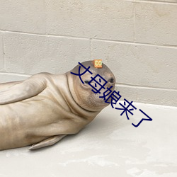 丈(丈)母(母)娘(娘)来了(了)