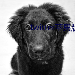 twitter苹果版下载