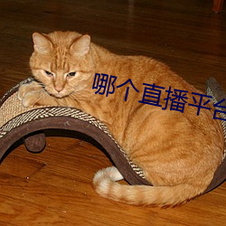 哪个直播平台有星光