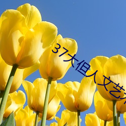 37大但人文艺术A级 （眉目如画）