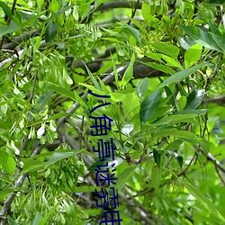 八角(角)亭(亭)谜(謎)雾电视剧免(免)费(費)观(觀)看