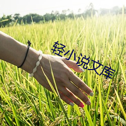 轻小说文库