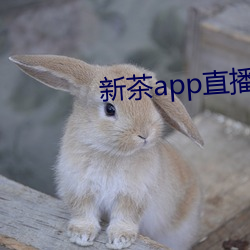 新茶app直播