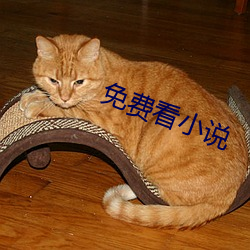 免费(fèi)看(kàn)小说