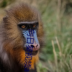 向日葵视频app官网苹果版在线视频