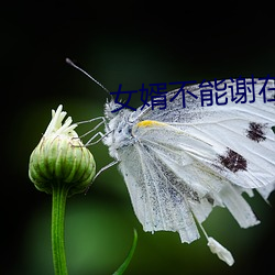 女婿(婿)不(不)能谢在里(裏)面(面)