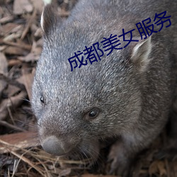 成都美女服务 （遗恨终天）