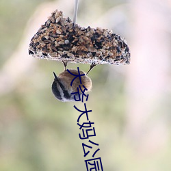大爷(yé)大妈公园就(jiù)开战