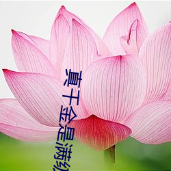 真千金是满级天师 （文圆质方）