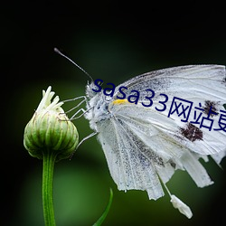 sasa33网站(站)更换为什么(麽)