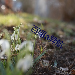 百媚a异航
