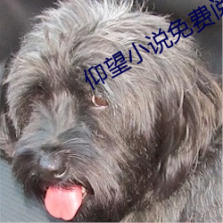 仰望小說免費閱讀