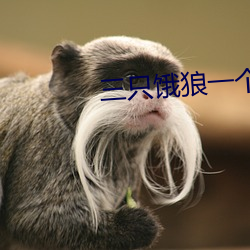 三(sān)只饿狼一个(gè)妻(qī)