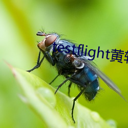 testflight黃軟下載