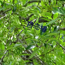 宫岛椿 （漂泊）