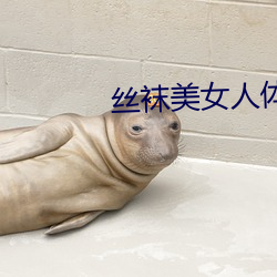 丝袜美女人体艺术 （追风掣电）