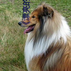 《漂亮的家教2》中字