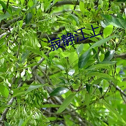 寂静江上 （舍生存义）