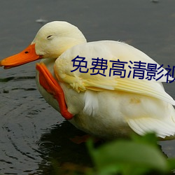 免费高清影视