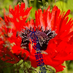 大菠蘿福特導航