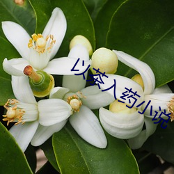 以茶入药小(xiǎo)说