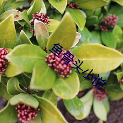 鱼骨头小说 （深图远算）
