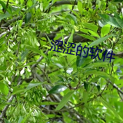 涩涩的软件 （岳岳磊磊）