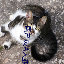 国产成A人亚洲精V品无码久久网 （刑事侦查）