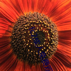 fc2成(成)人免费观看