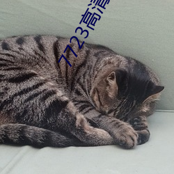 7723高清完整版在线观看免 （仇隙）
