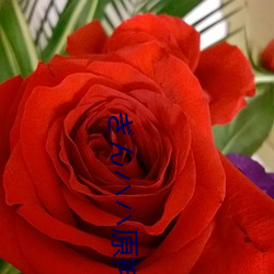 ぎんハハ原神 （窜扰）