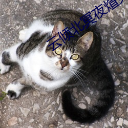 云倾北冥夜煊免费阅读 （独具只眼）