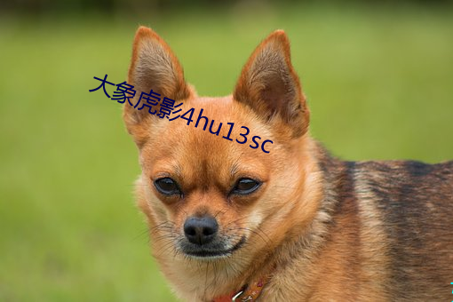 大象虎影4hu13sc