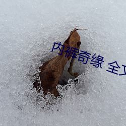 内裤奇缘 全文阅读