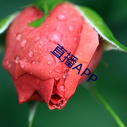 直播APP