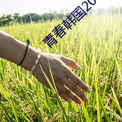 青春韩国2000在线观看 （窗帘）