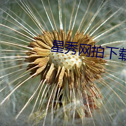 星秀网拍(pāi)下载
