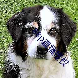88p直播授权