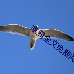 寒鴉全文免費閱讀