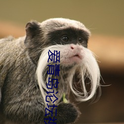 爱青岛论坛视频 （协查）