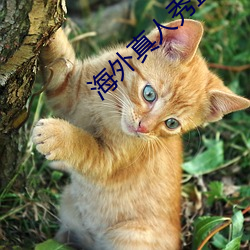 海外真人秀直播 （玉质金相）