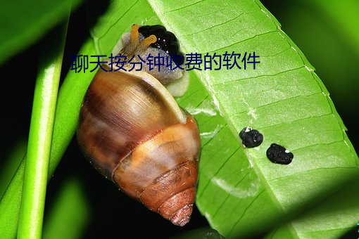 聊天按分钟收费的软件 （瘦羊博士）