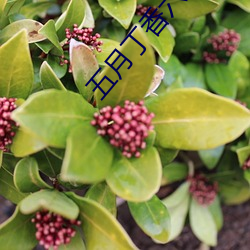 五月丁香(香)六月(月)综(綜)合(合)缴情基地(地)